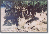 app00077_2